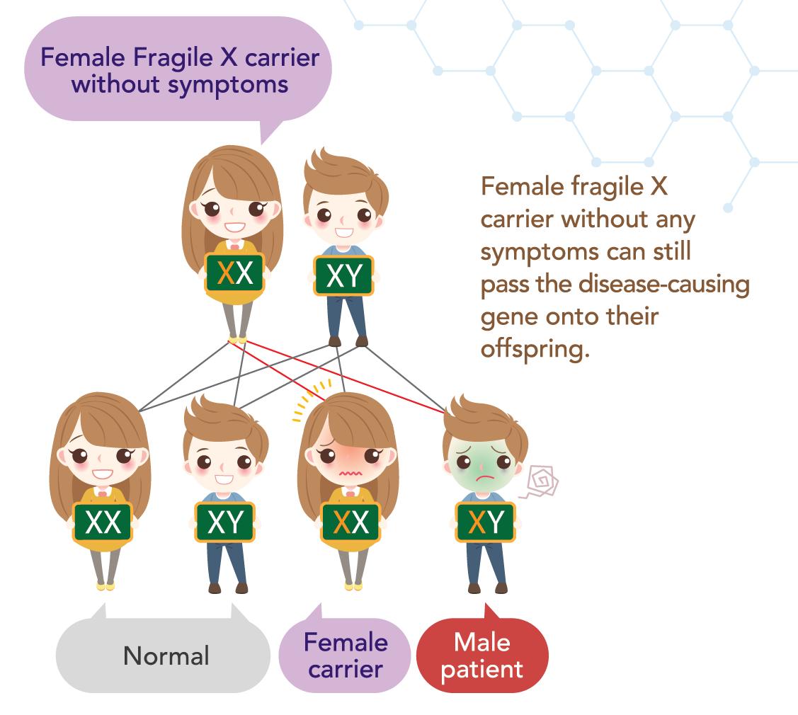 Fragile X Carrier Screening Test Afe Diagcor Bioscience Prenatal